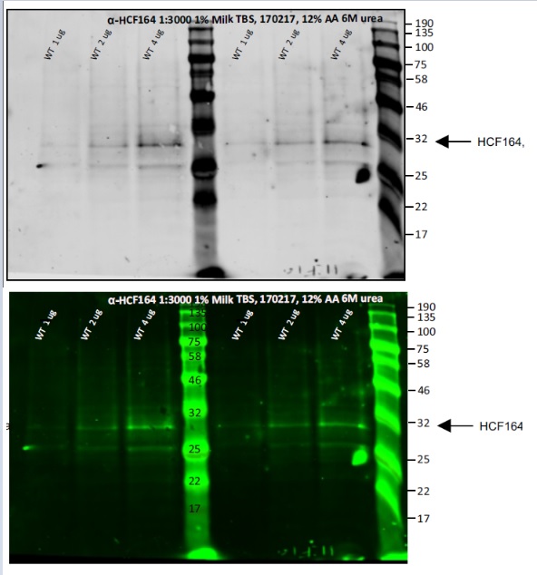 western blot using anti-HCF164 antibodies